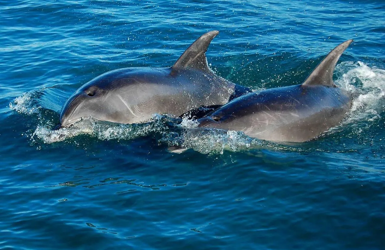 545 Esplanade Lejlighed Hervey Bay Australien